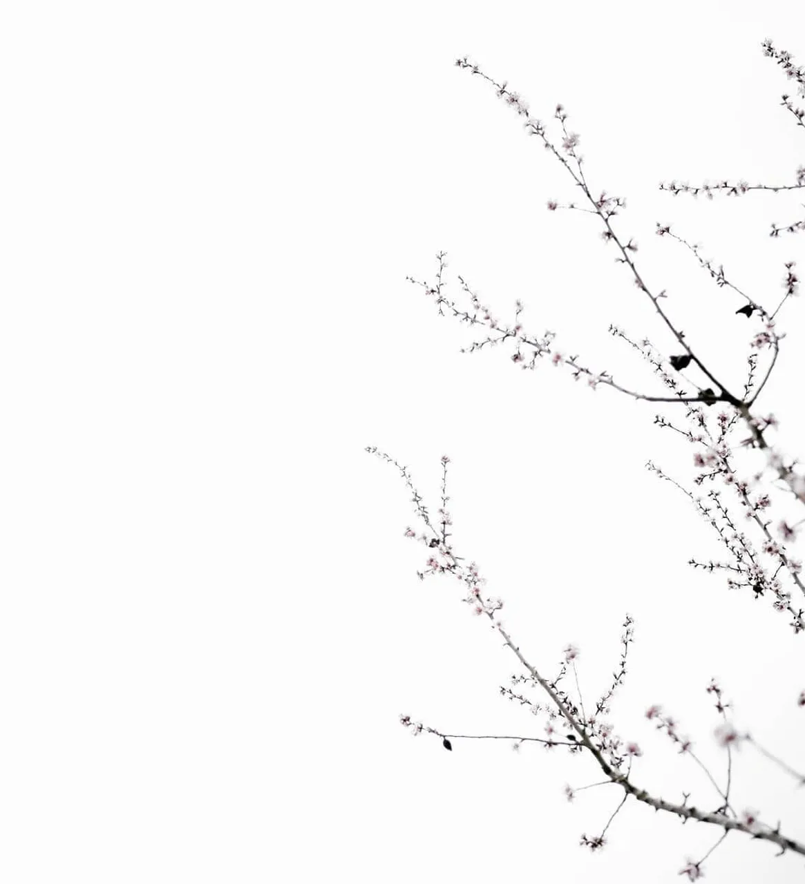 I’m a bit confused, looks like there is a little bit of winter and a lot of spring in the last two days here in Israel.
What is it like where you live?
Photo by @anniespratt on Unsplash.
·
.
.
#spring #minimalism
#homeliving #ethnicadesigns
#flowers #homedecor
#stylish #designstudio
#handmade #springflowers
