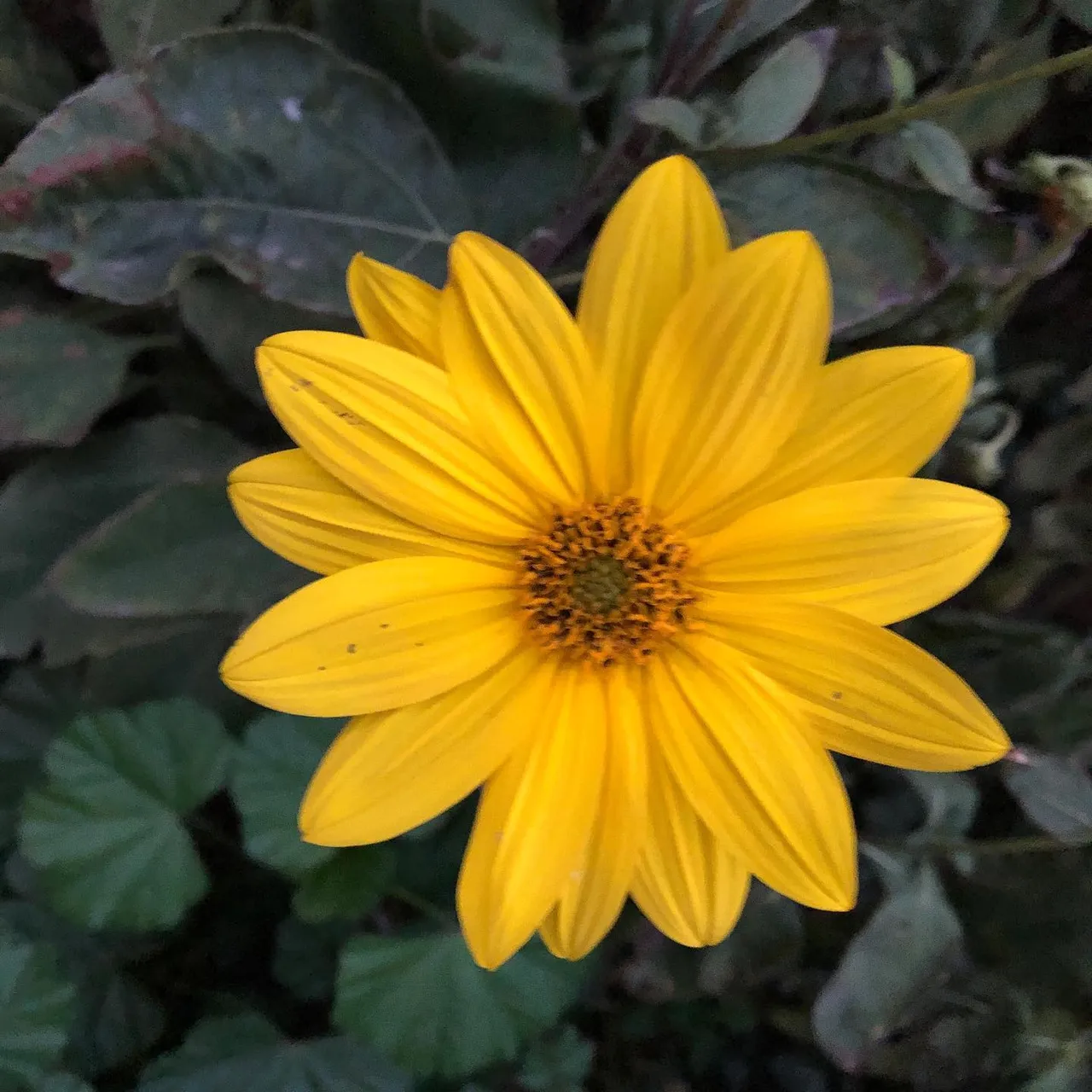 #happy #weeked to #us all #gold #sun #flower of #toronto #canada🇨🇦