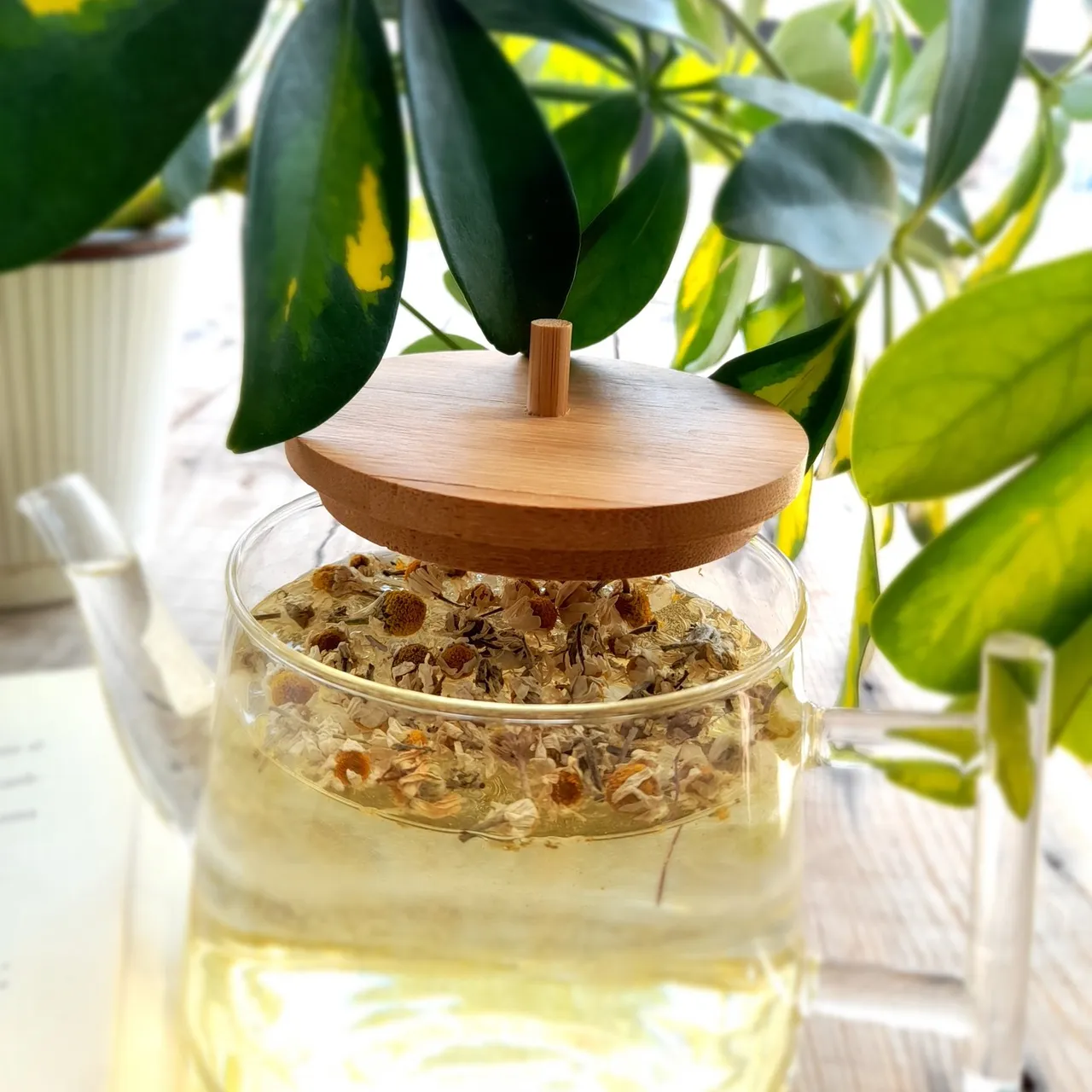 Daisy Tea | Organic Chamomile Flowers, Natural Chamomile Tea, Healthy Herbal Tea, Dried Daisy Flowers, Dried Chamomile Flowers, Wild Harvest

#etsy #etsyshop #etsyseller #etsysellersofinstagram #homemade #turkishfood #daisytee #chamomile #chamomiletea #driedchamomile