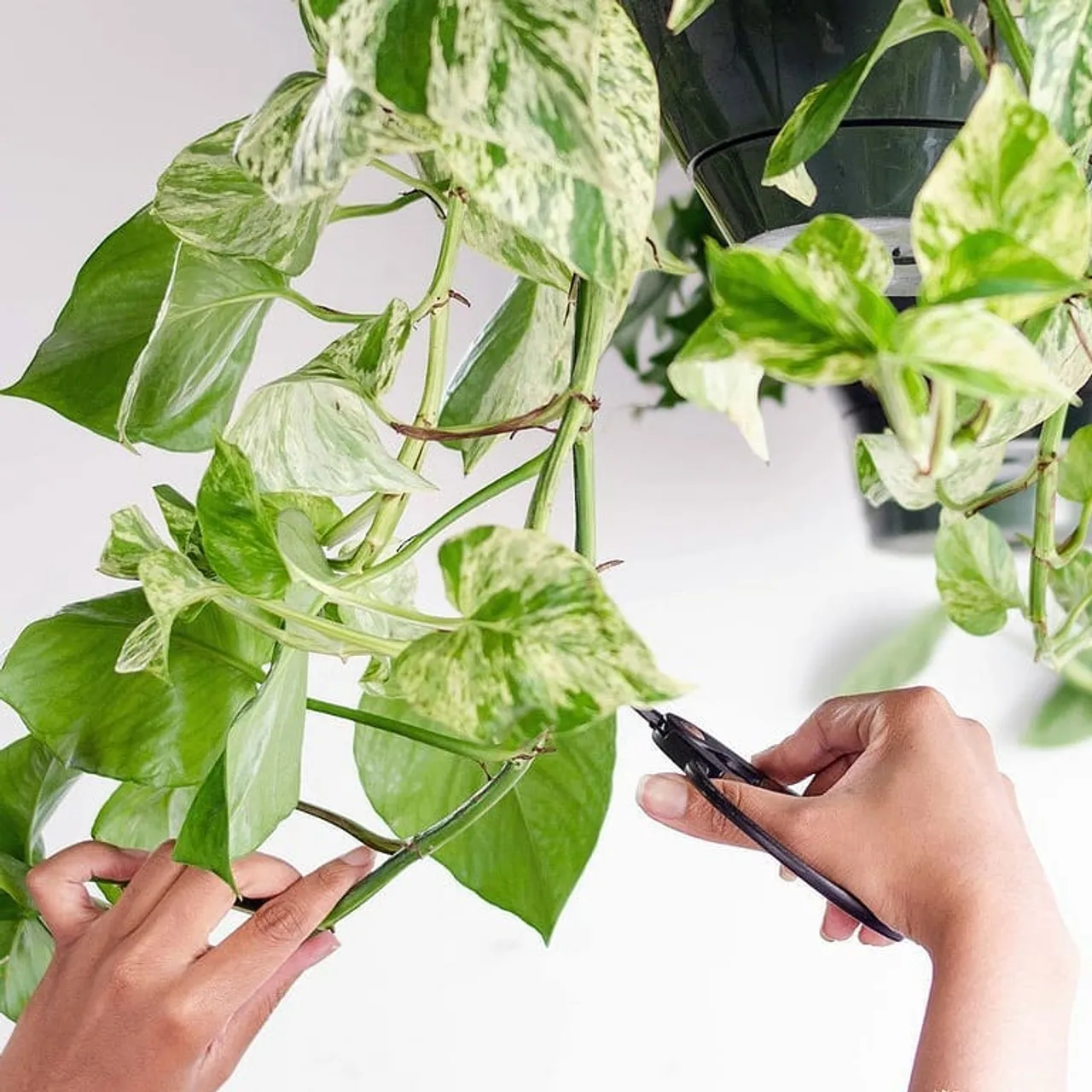 Let's talk about PROPAGATION🌱
We all want our houses to be blossoming and alive, well... it doesn't requires much care!

You have plants everywhere so all you need to do is pick your favorite and follow these steps👇
1.Select a healthy parent plant from which to take cuttings.
2.fill glass tubes with watter- use our propagation shelves.
3. Find the best stems for cuttings and crop them out.
4. Place them inside the filled water tubes.
5. Wait for them to take out roots.

That EASY☘🍀🌿🌱
.
.
.
.
.
.
.
.
.
.
.
.
#plantsmakepeoplehappy
#plantmom 
#homedecorstyling 
#bohemianhomedecor 
#boholiving
#plantstyling 
#plantcuttings 
#bohemianliving
#babyplant 
#plantpeaple 
#plantsplantsandmoreplants 
#plantsinmyspace 
#plabtbabies 
#hangingplants