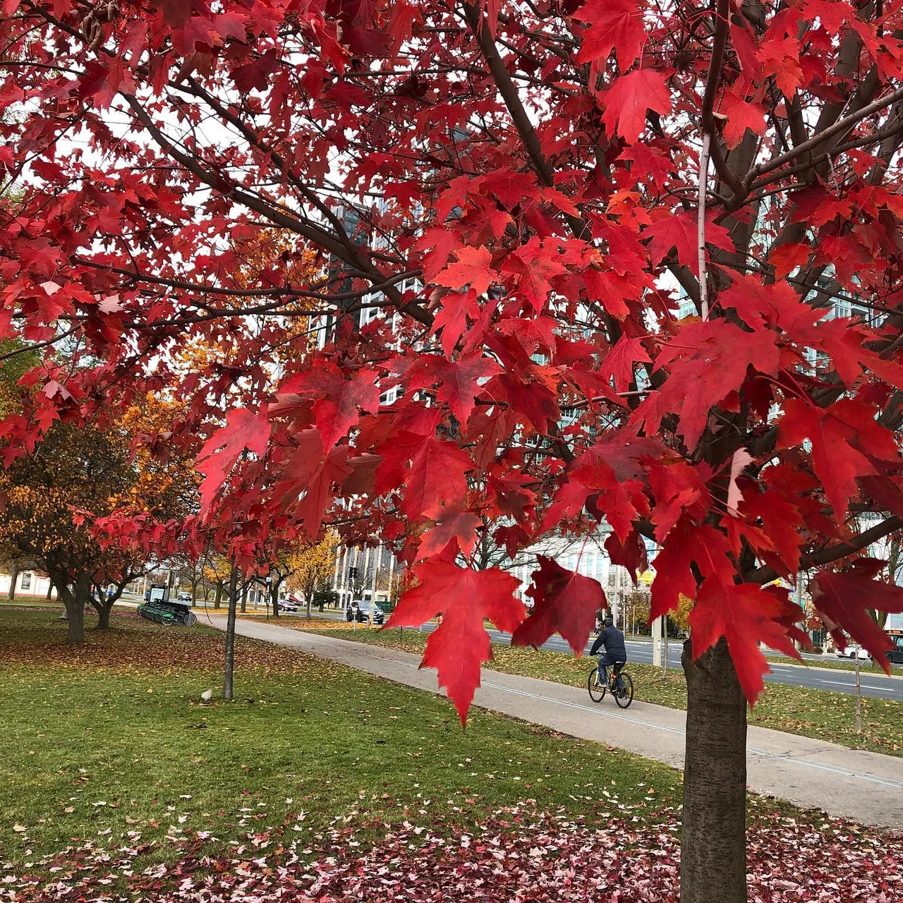 #toronto #ontario #canada #weekend #red #leaf