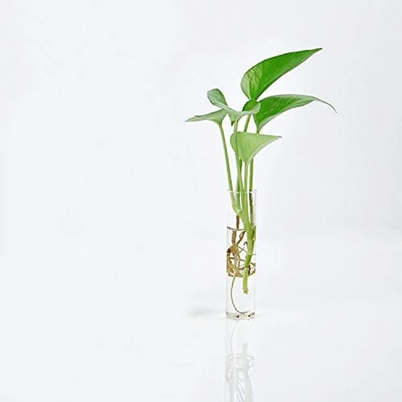 Let's talk about PROPAGATION🌱
We all want our houses to be blossoming and alive, well... it doesn't requires much care!

You have plants everywhere so all you need to do is pick your favorite and follow these steps👇
1.Select a healthy parent plant from which to take cuttings.
2.fill glass tubes with watter- use our propagation shelves.
3. Find the best stems for cuttings and crop them out.
4. Place them inside the filled water tubes.
5. Wait for them to take out roots.

That EASY☘🍀🌿🌱
.
.
.
.
.
.
.
.
.
.
.
.
#plantsmakepeoplehappy
#plantmom 
#homedecorstyling 
#bohemianhomedecor 
#boholiving
#plantstyling 
#plantcuttings 
#bohemianliving
#babyplant 
#plantpeaple 
#plantsplantsandmoreplants 
#plantsinmyspace 
#plabtbabies 
#hangingplants