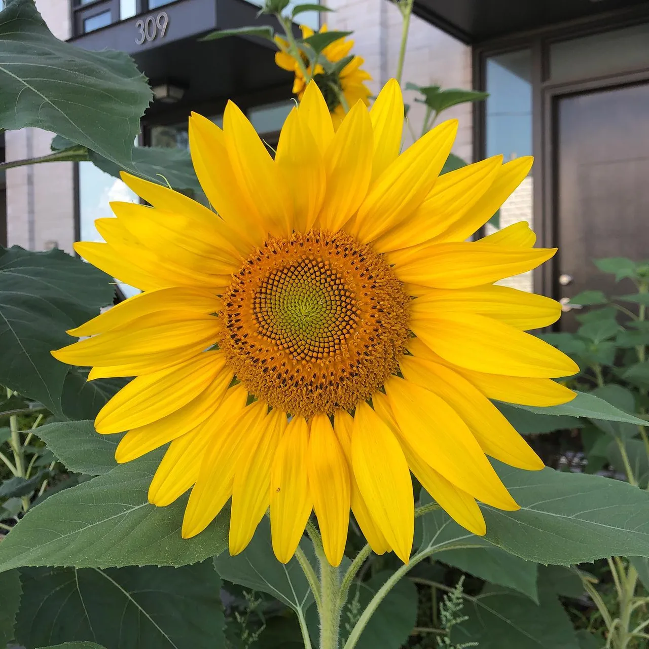 #sun #flower #happy #weekend