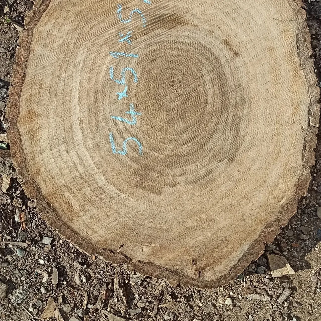 Walnut.