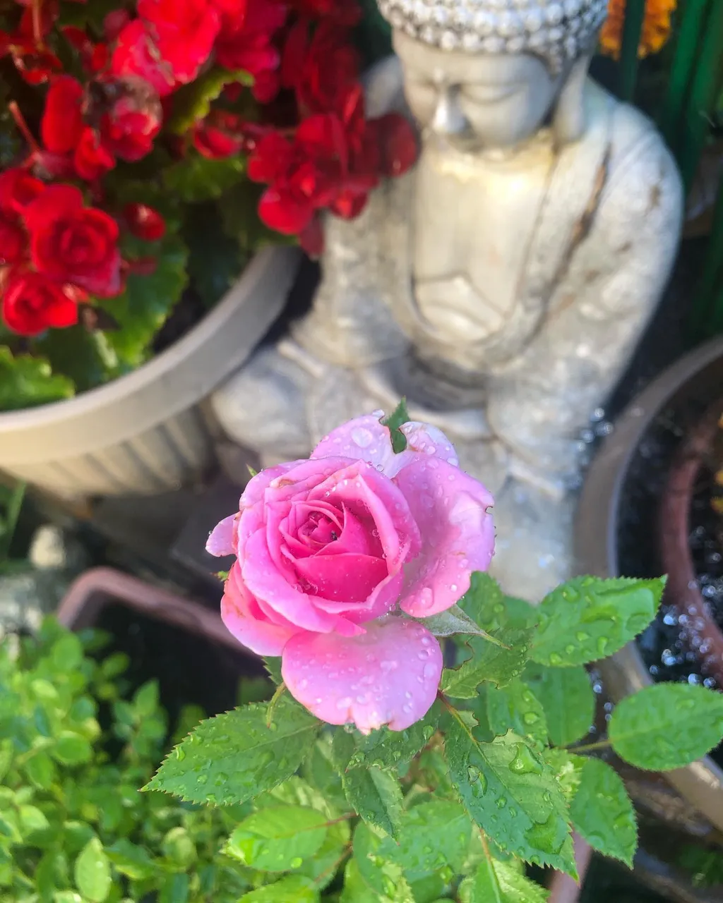 #Peace and #beauty for our world.