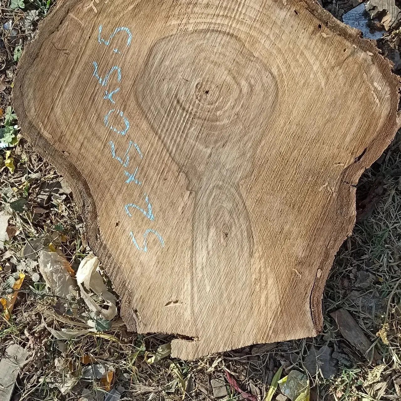 Walnut.