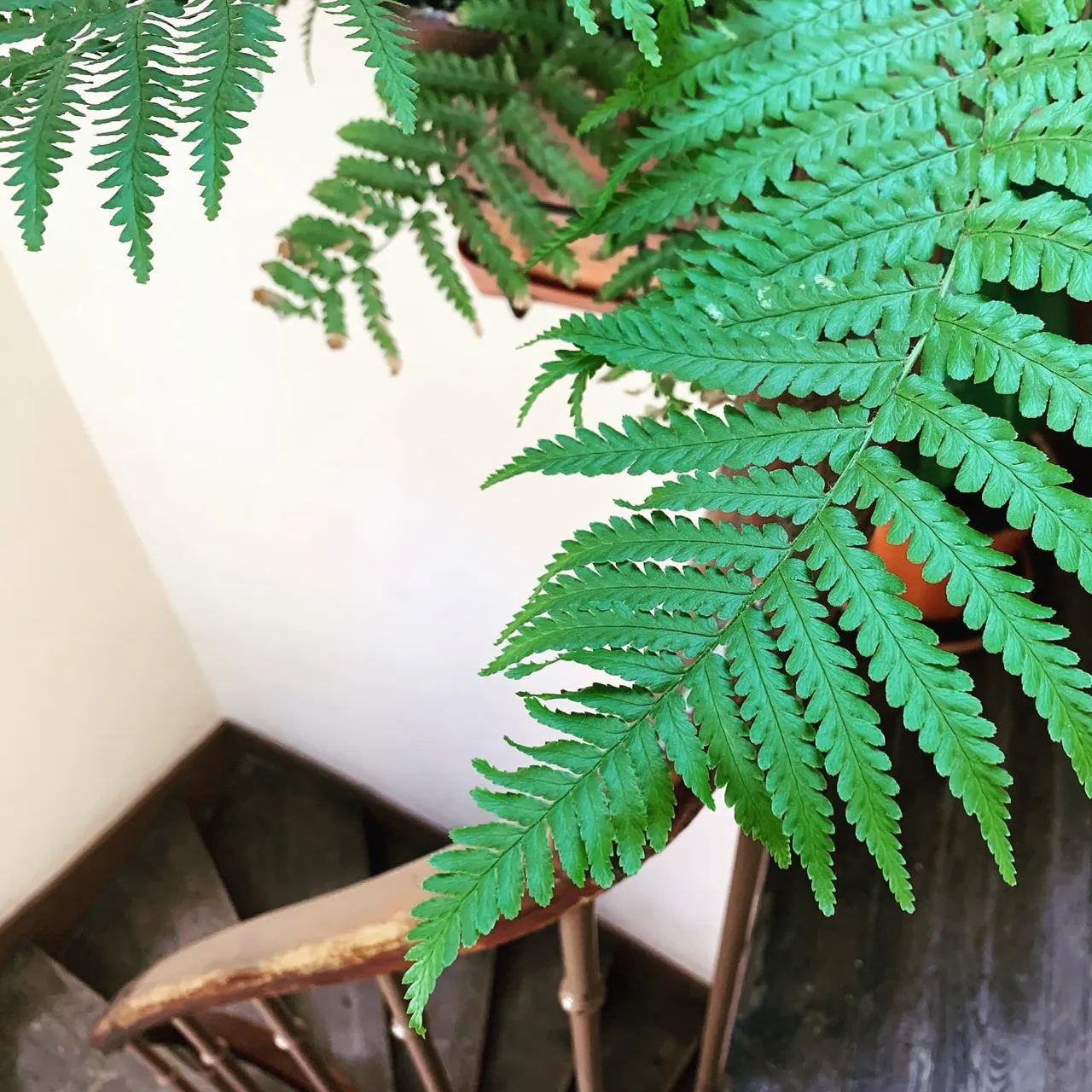 #루모라고사리 #파리 #파리집 #paris #핸드메이드주얼리 #오더메이드주얼리 #금속공예 #주얼리디자이너