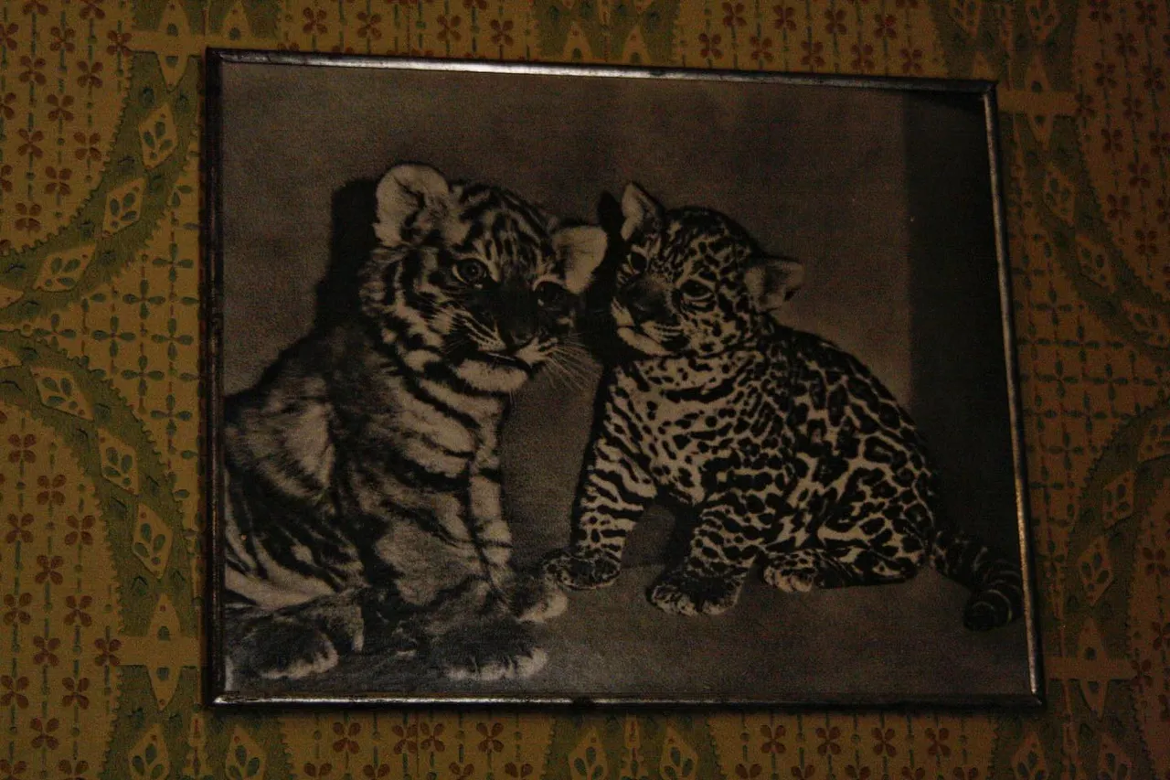 #домкитобоя #домкитобоякалининград #музеикалининграда #фотограф #фотография 

📷𝐜𝐚𝐧𝐨𝐧 400 𝐝𝐢𝐠𝐢𝐭𝐚𝐥