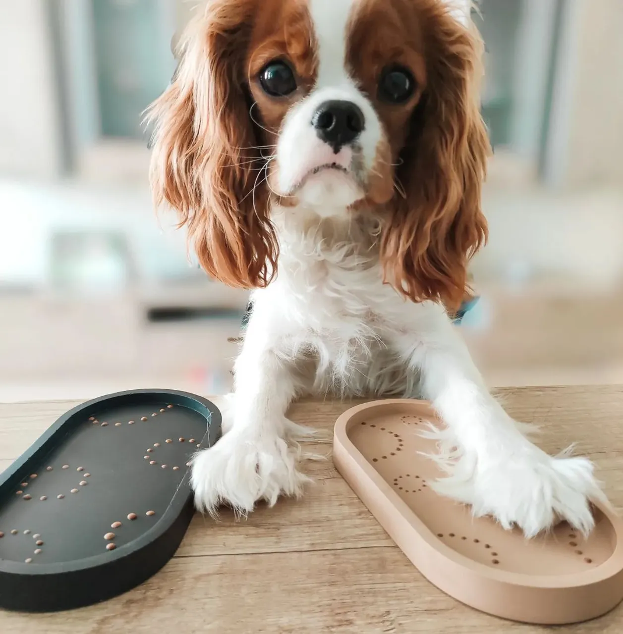 As you can see, all of our products undergo rigorous quality checks and are shipped to new homes only after Big Boss's approval πΆ
These two trays are still available in my Etsy shop (link in bio)
.
.
.
#bigboss
#jesmonitehomeware
#etsyseller
#ecoresin
#paw
#puppylove
#interiordesign
#cute
#blackandwhite
#aesthetic
#style
#neutralstyle
#minimalism
#cozyvibes
#homeaesthetics
#quality
#jesmonite
#smallbusinessowner
#smallshop
#womeninbusiness
#lithuania