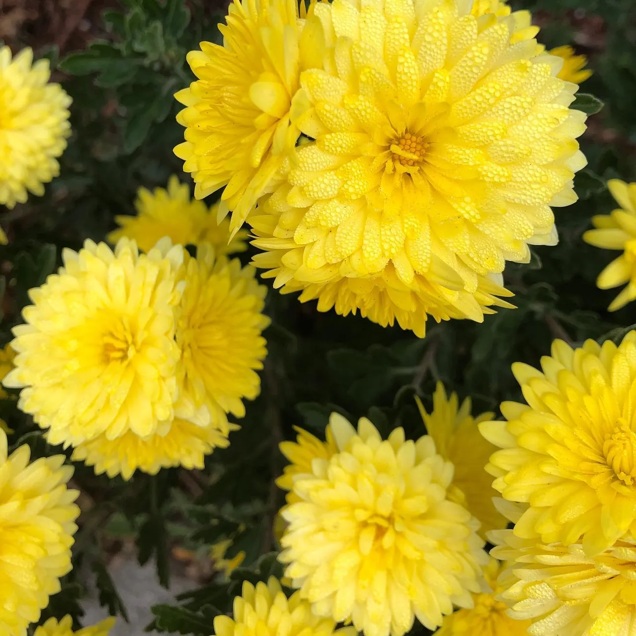 #Chrysanthemum #flower