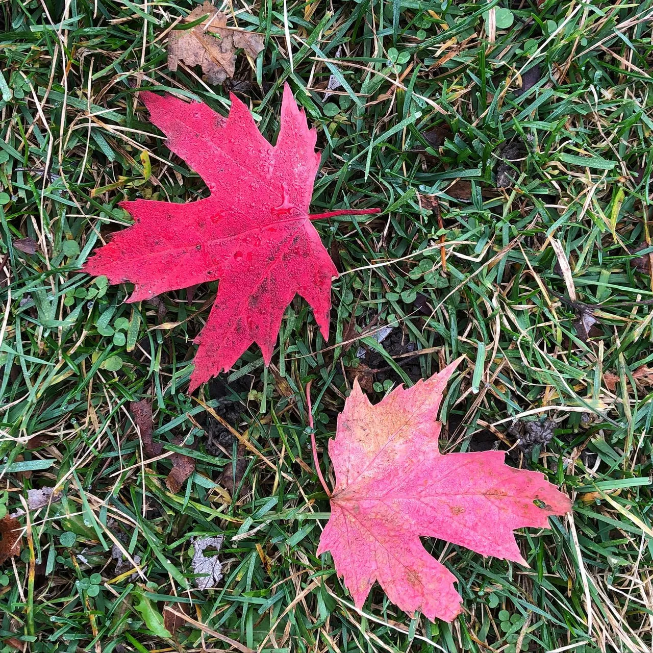 #red #leaf #toronto #ontario #canada