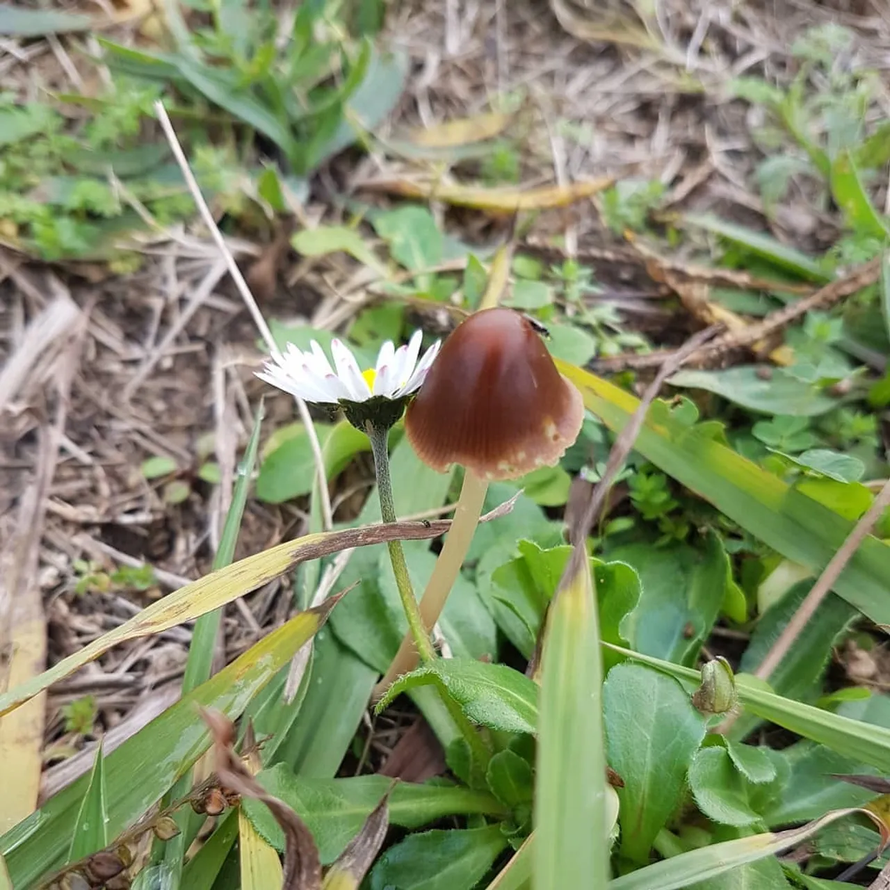 #romeoandjuliet #romeoetjuliette #romeo #flowers #nature #mushrooms #pissenlit
