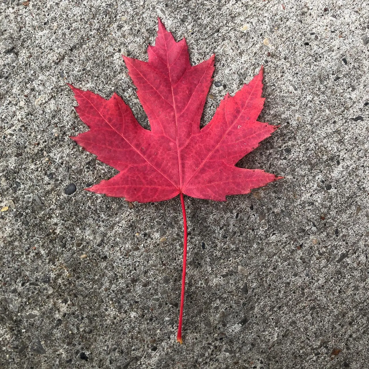 #fall #color #red #maple leaf of #toronto #ontario #canada. #peace #beauty #fun and #love for us all. We want a #peaceful #beautiful #world.