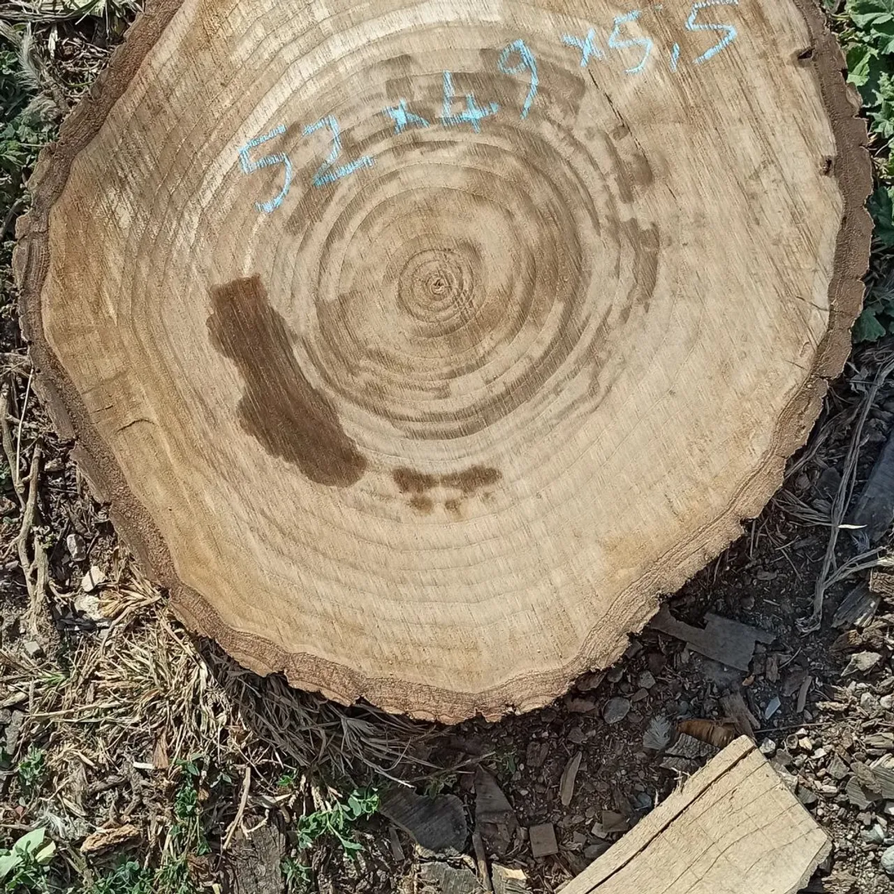 Walnut.