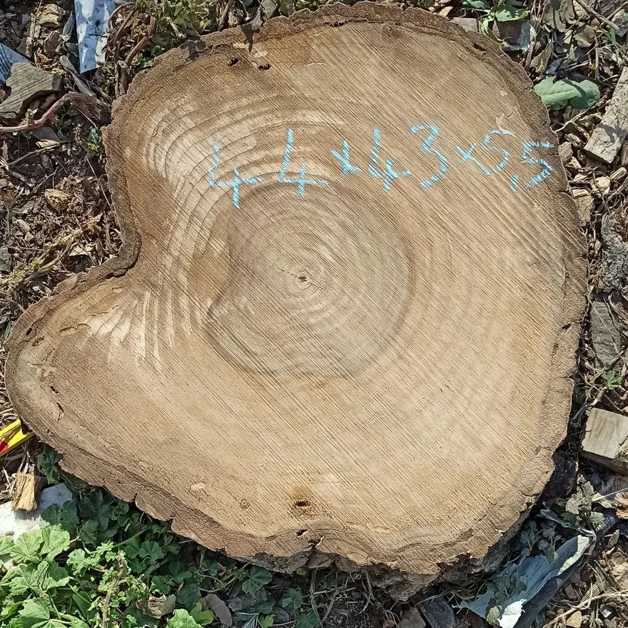 Walnut.