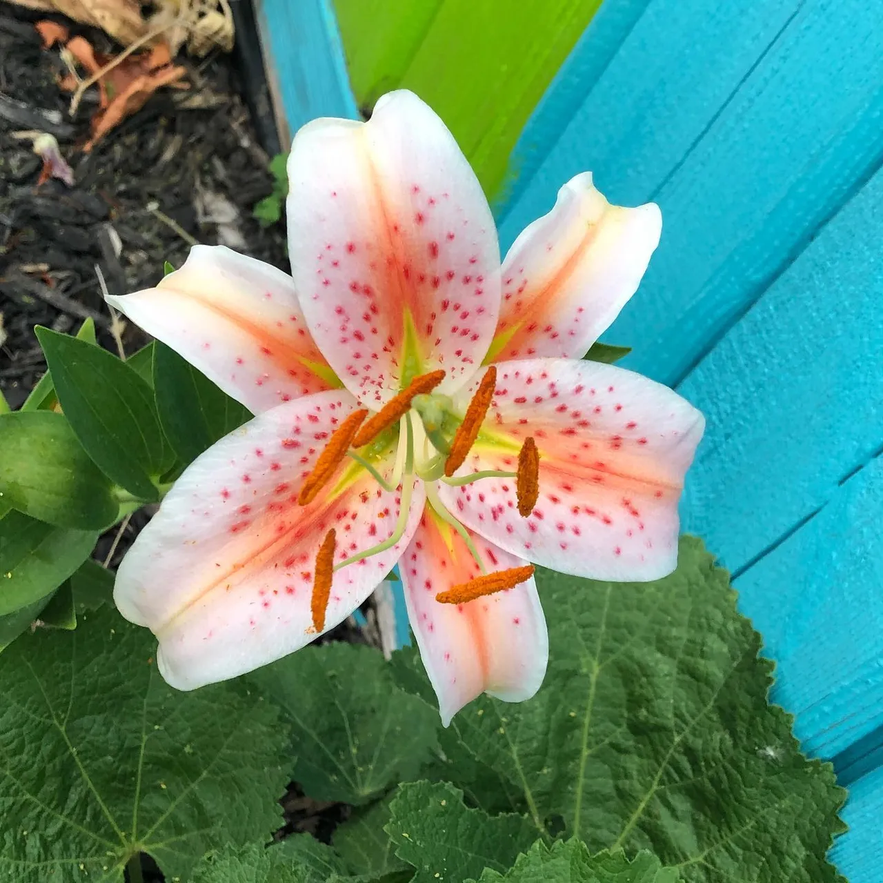 Sunday morning walk find: orange color #lily #flower for you. Happy weekend to us all!