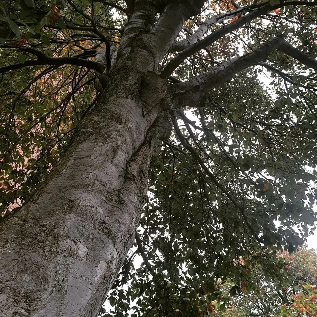 A chilliy stroll while enjoying my Nano Noe. Discontinued sadly, but so cute and comfy. 
❤
I offer a classic liner or a zipped top (pictured). It just that extra security for traveling or being in a busy place. Available for any bag type or size.
❤
It's been a weird month, bags sold and bought,  re assessing my life and the bags I choose.
This one is still here, quietly stealing my heart.

#nanonoe #lvnano #lvnanonoe #lvnanospeedy #nanobag #bagorganizer #bagorganiser #madeinuk #madetoorder #lvmonogram #edinburghblooms #luxurybagheaven