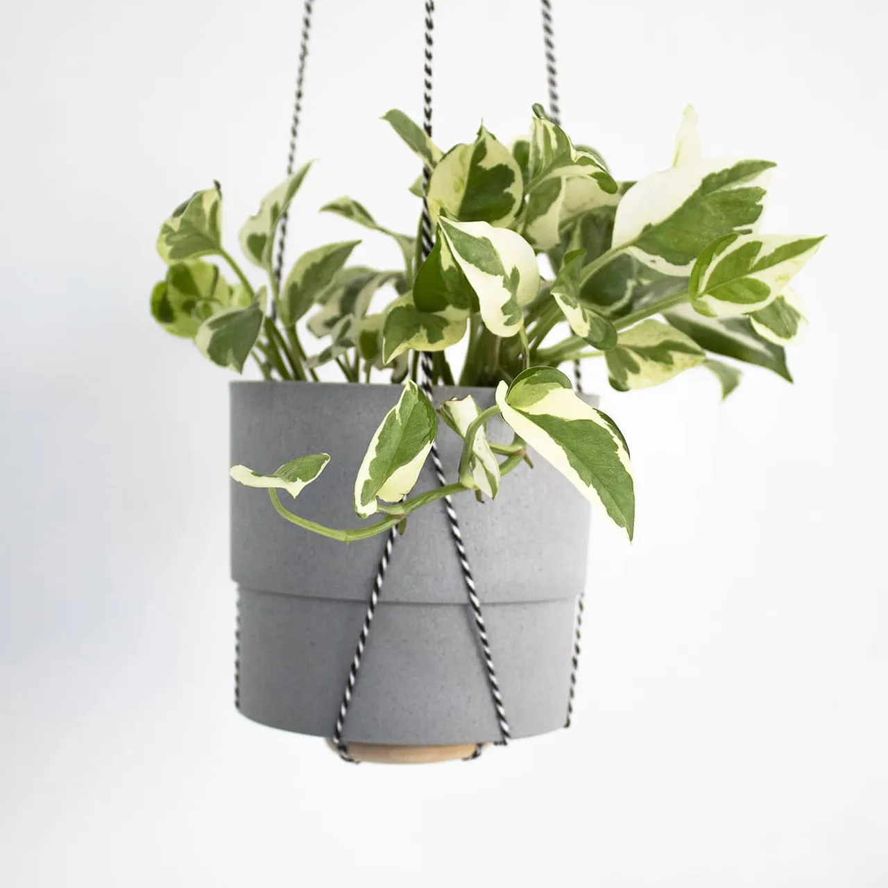 Green from the outside, greener from the inside.
Make your own jungle 🌱

Tab the link in our bio to shop our Plant Hangers>>>
.
.
.
.
.
.
.
.
.
.
.
.
#walldecoration
#apartmentdecor
#greenyourfeed
#smallbusinesssupport
#indoorplantstyling
#realsimple
#urbanjungleblogger
#hangingplanters
#houseplantsofinstagaram
#plantparentcommunity
#indoorplants
#plantsmakepeoplehappy 
#plantfocus
#whitepothos
#interior_and_living
#interiordetails
#plantgoals
#houseplantclub