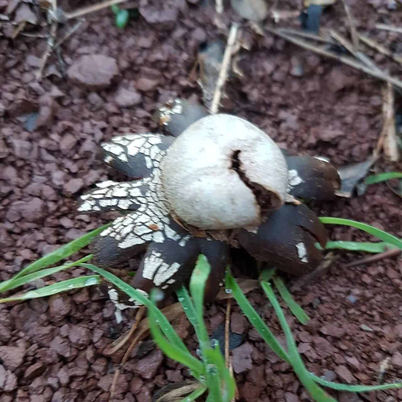 On dirait vraiment la mort le premier ! 

#mushrooms #mushroom #nature #naturephotography #naturelovers #strangerthings