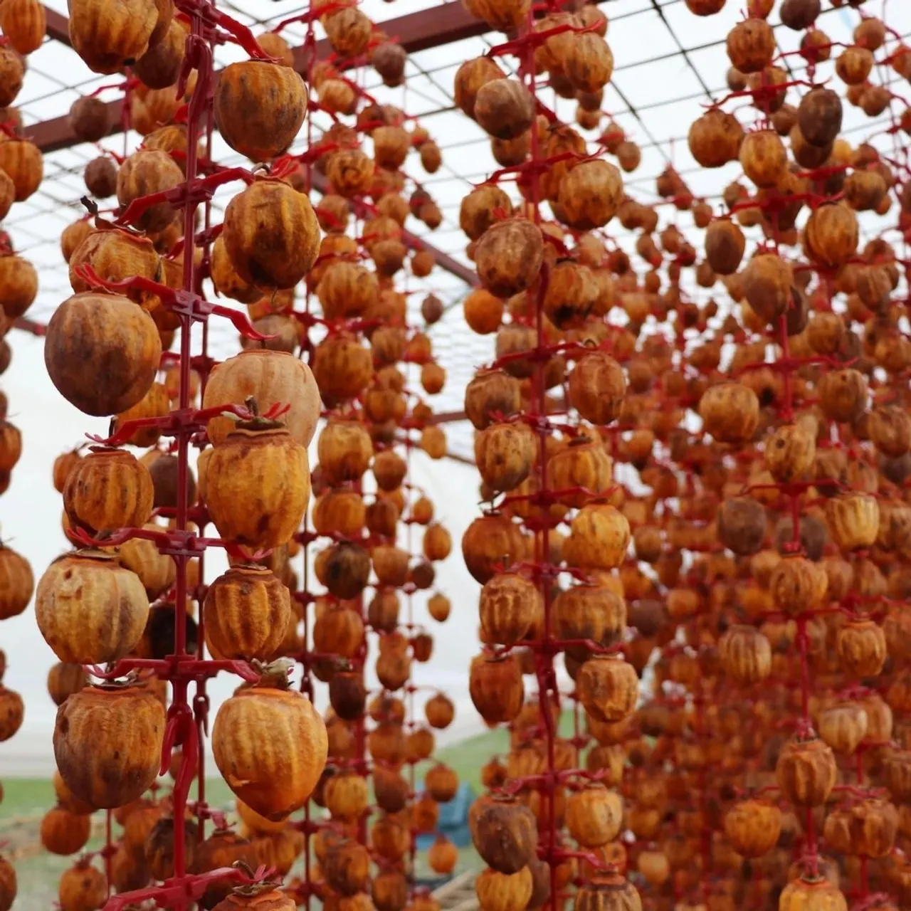 Organic Dry Hoshigaki | Natural Dried Persimmon, Sun Dried Heaven Fruit, Japanese Dried Persimmons

#etsy #etsyshop #etsyseller #etsysellersofinstagram #homemade #turkishfood #persimmon #driedpersimmon #Hoshigaki