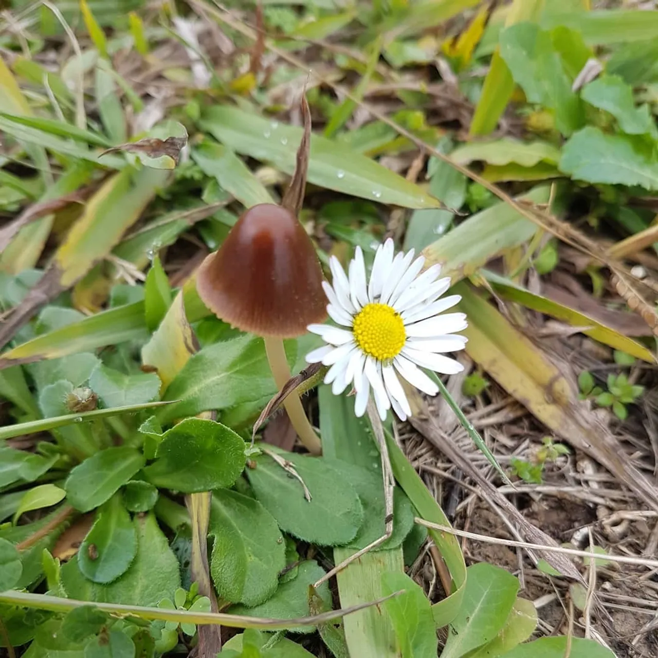 #romeoandjuliet #romeoetjuliette #romeo #flowers #nature #mushrooms #pissenlit
