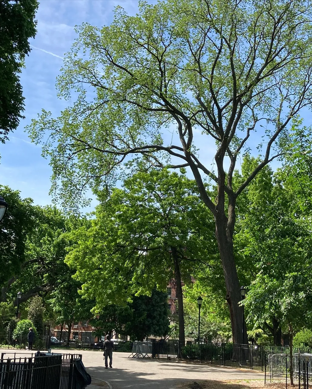 Good time painting on this fine spring morning, in Tompkins Square, NYC. 8x10 oil on panel, available #paintingsoftheeastvillage #paintingsoftompkinssquarepark #nycpaintings #springtimeinnewyork #nycpaintings #newyorkcityscapepaintings #newyorkcityscapepainter #eastvillagepaintings #eastvillagepainter #eastvillageart
