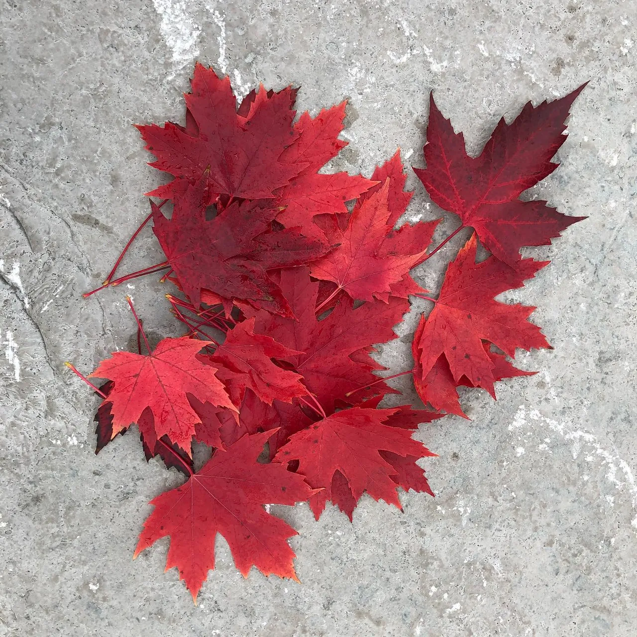 #red #maple #leaf of #toronto #ontario #canada #happy #weekend