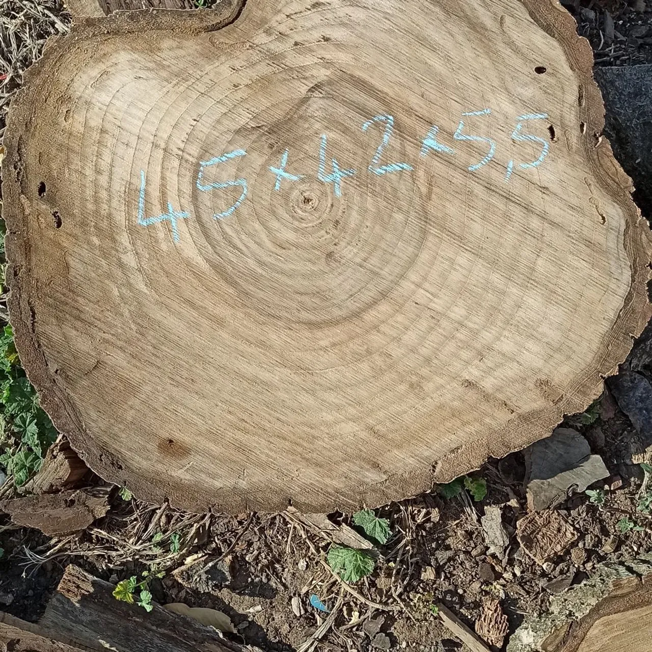 Walnut.