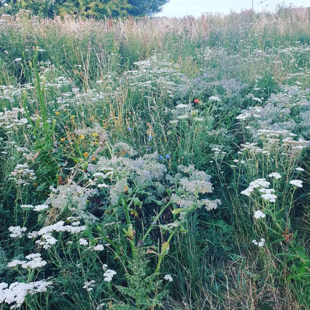 What can you ask from a family holiday? Sunsets! It's all it takes to make me smile and make everything beautiful. Even the @longchamp bucket came out  to wander the wheat field and look for poppies. Bag Insert with will be on the website soon
www.luxurybagheaven.com 
#longchampparis #longchamplepliageclub #longchamplepliage #longchamp #longchamplepliageneo #longchamplepliagebackpack #longchampbucketbag #longchampfoulonne #northberwick #scotland #visitscotland #bagorganizer #bagorganiser #madeinuk