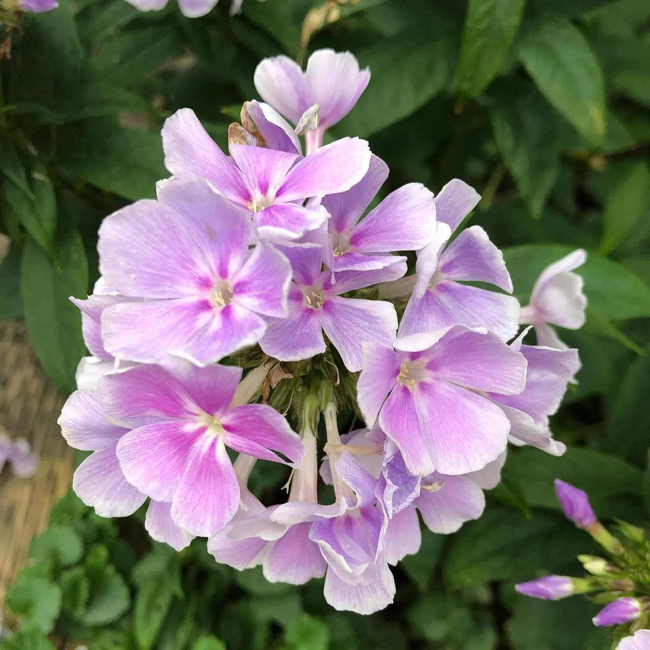 #happy #weekend to #us all #flower from our #garden