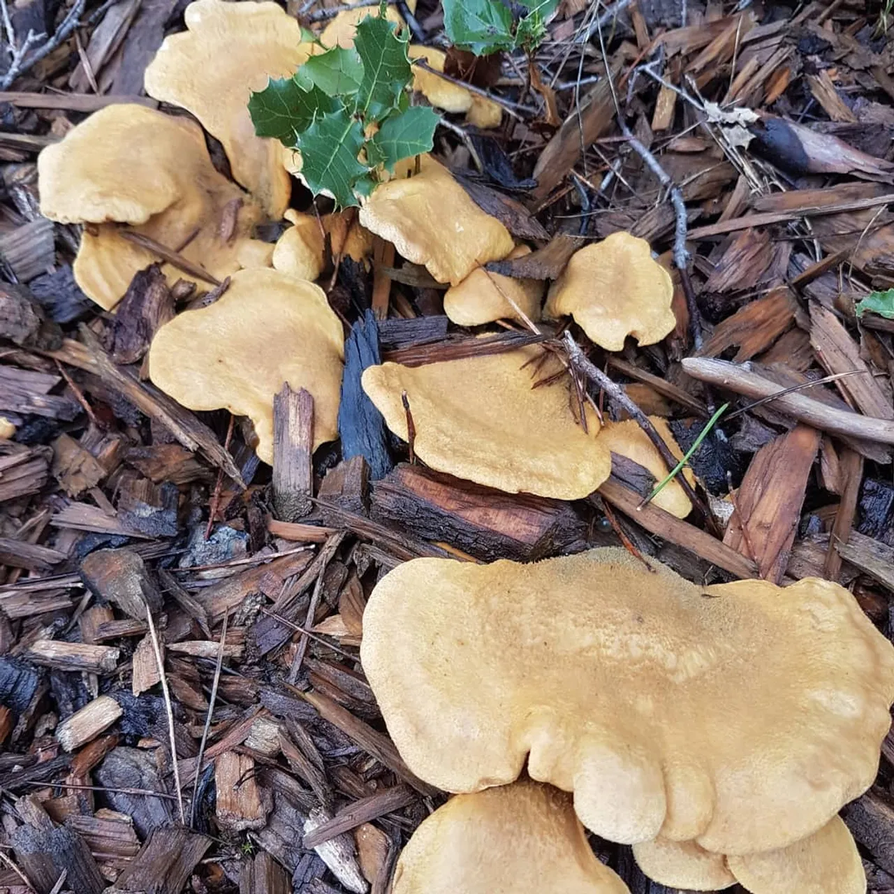 On dirait vraiment la mort le premier ! 

#mushrooms #mushroom #nature #naturephotography #naturelovers #strangerthings