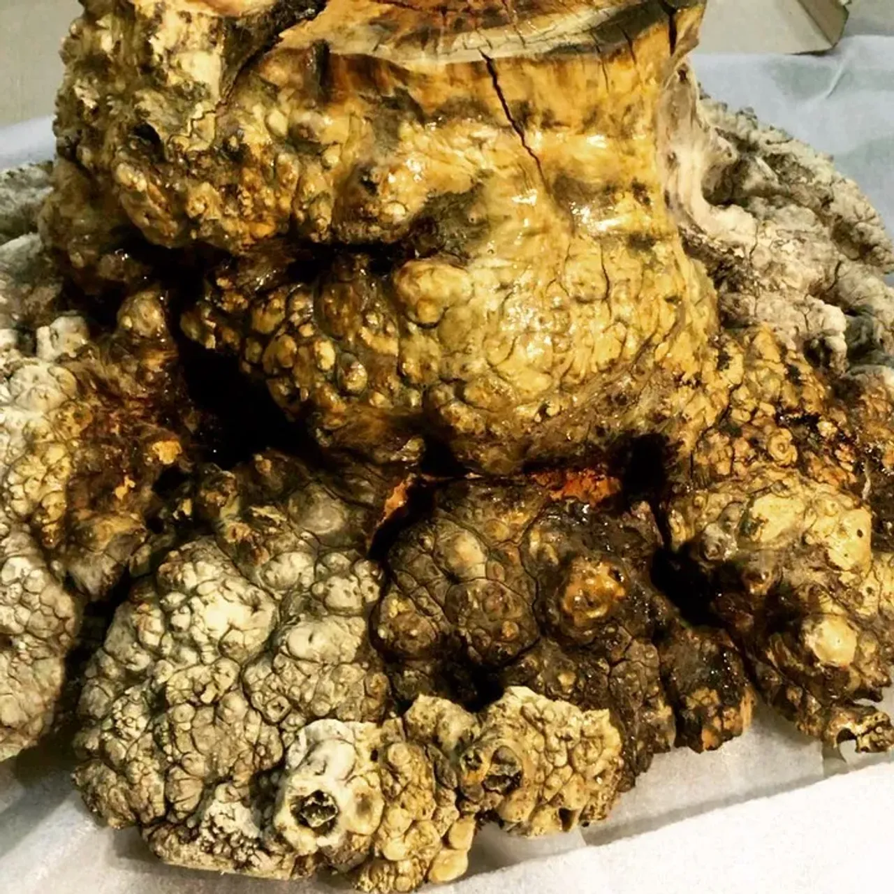 Журнальный стол из спила корневой части капа Клена. На нижнюю площадку установлен лист полированной нержавейки, выполняющей роль зеркала, для отражения красоты рисунка каповых наростов. 💥Диаметр 1000 мм
💥Высота 500 мм
💥Вес примерно 50 кг.
💥Цена: 74000₽
💥Отправим в любую точку!
—————————————————————-
📞8-912-826-18-75
—————————————————————-
#столизмассива #экостол #кап #каповыйстол #столизкапа #оригинальныйподарок #журнальныйстолик #журнальныйстол #загородныйдом #мебельиздерева #деревянныестолы #столыназаказ #столыкиров #круглыйстол #круглыйстолназаказ