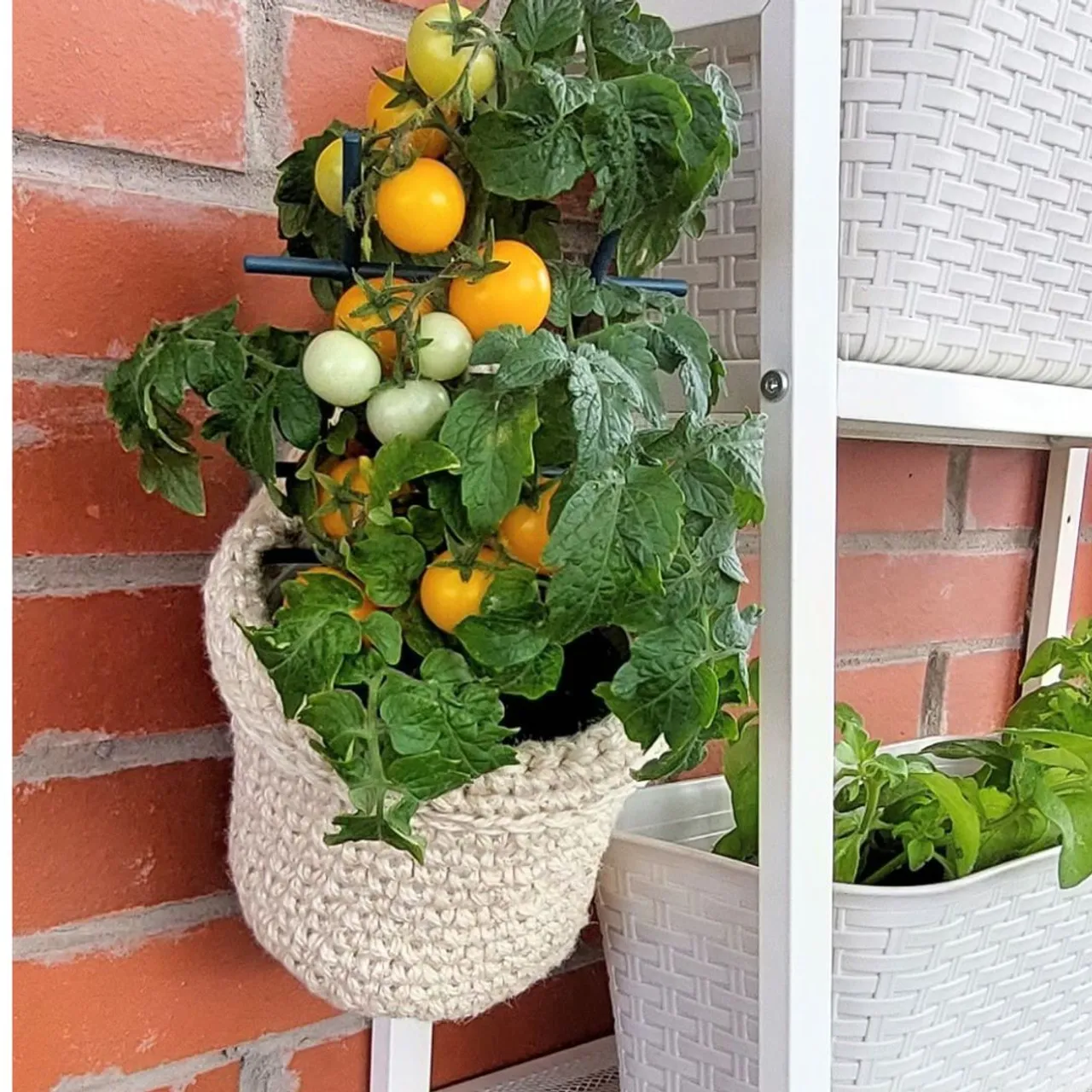 Plant hanger