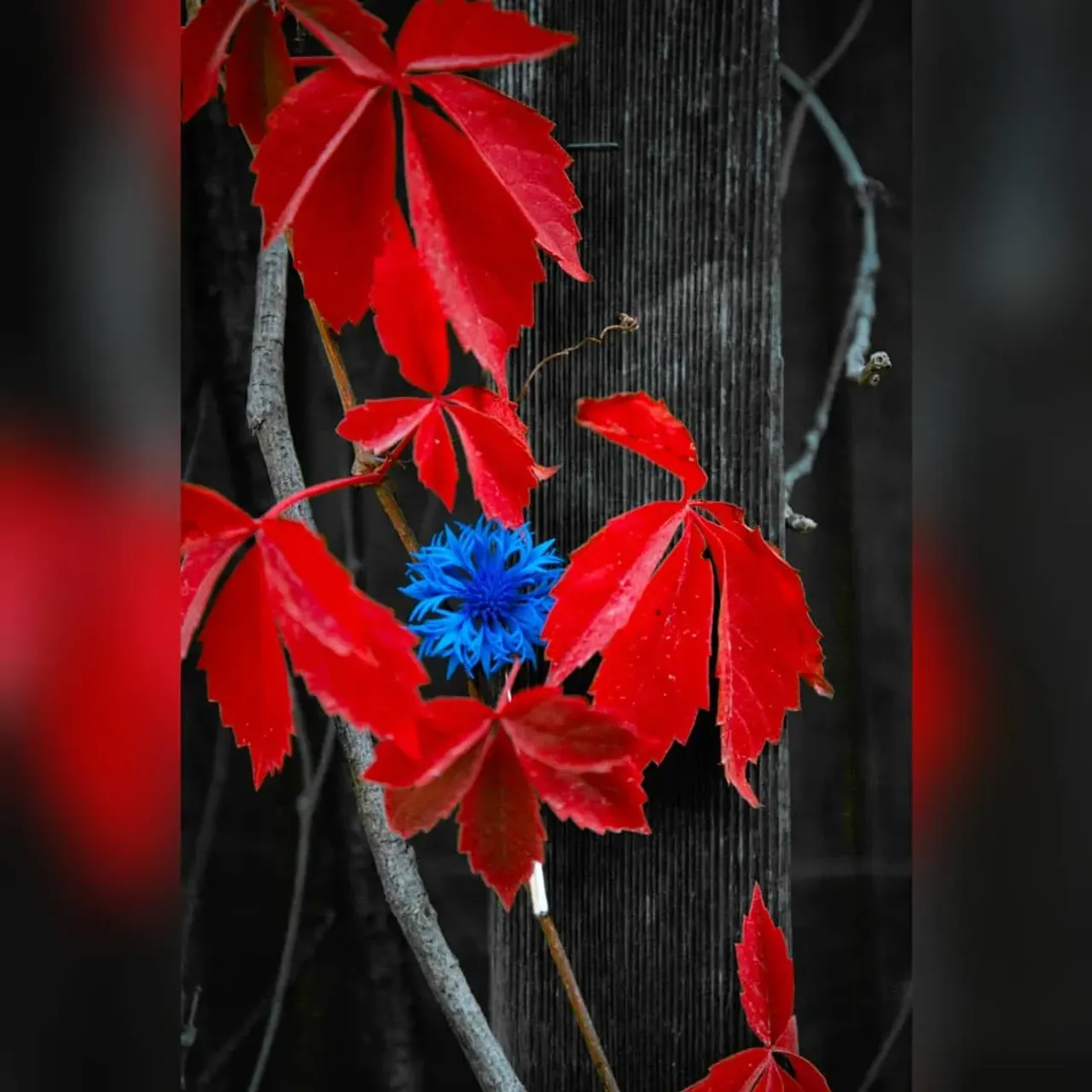Обожаю сочетание красного с синим.
Кайфовая фоточка ❤️💙
Осень прекрасна в своём разноцветии.
И брошка у меня симпатичная 🤗😀
Правда, именно такие васильки я больше делать не буду, эта версия будет несколько модернизирована, а в основном буду делать васильки как на предыдущем фото.
За фотографию спасибо @onemin_films 🙏
.
#handmade #foamiran #cornflower #brooch #käsitöö #katreen_rukkilill
#kingiidee #eestikäsitöö #rukkilill #ручнаяработа #фоамиран #василек #брошь #красноесинее #творчество #осень #идеяподарка #цветыизфоамирана