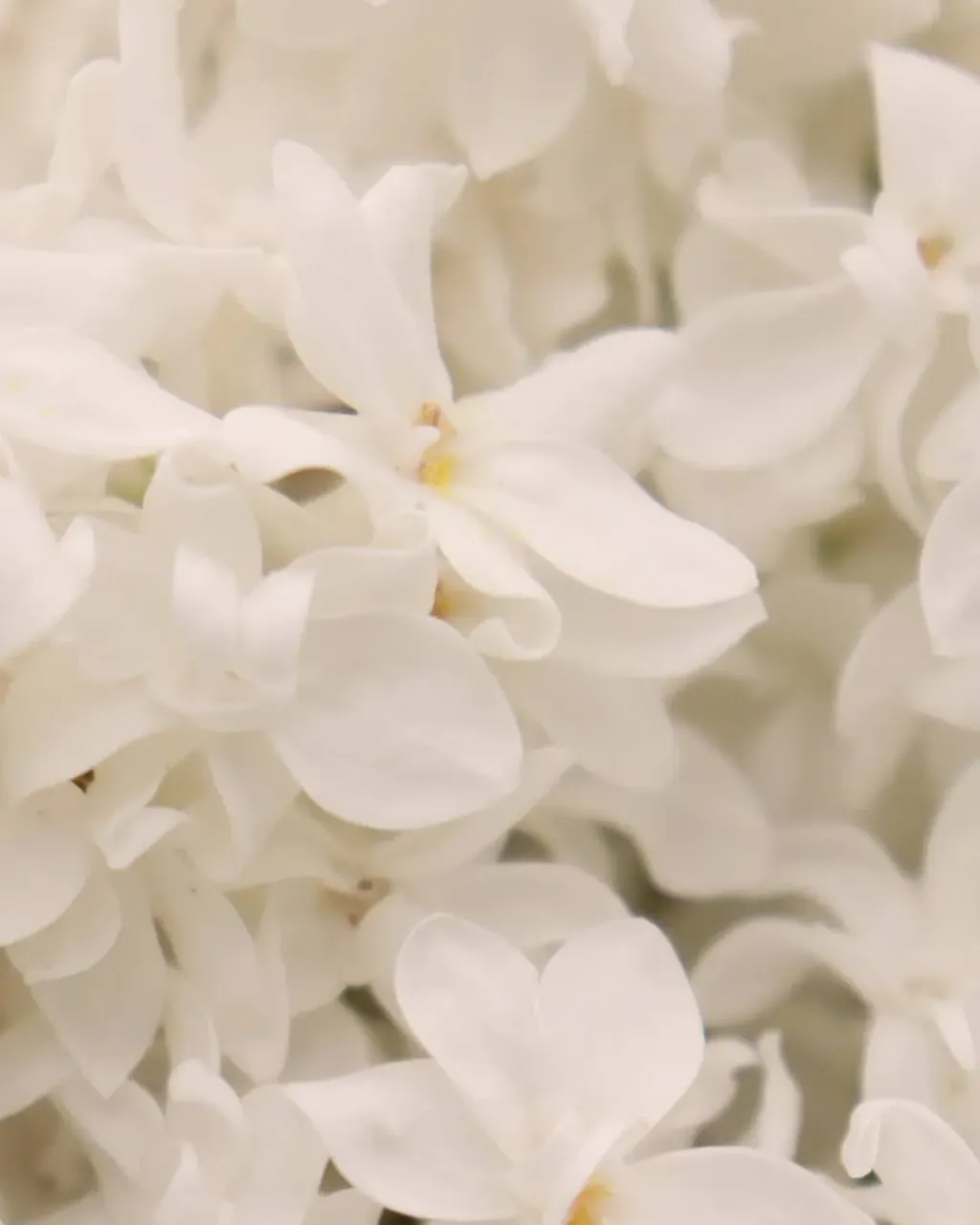 When you smell the lilac in the air, it is a sign that May is approaching rapidly! 🥰😍 We love this month. It's a month of flowers and fragrances that inspire us immensely! 🌷🌹 And what is your favorite month?
#may #may2020 #spring #springtime #flowers #lilac #whitelilacs #ilovespring #springisintheair #lovespring #inspiration #flowerinspiration #springfragrances #weddingflowers