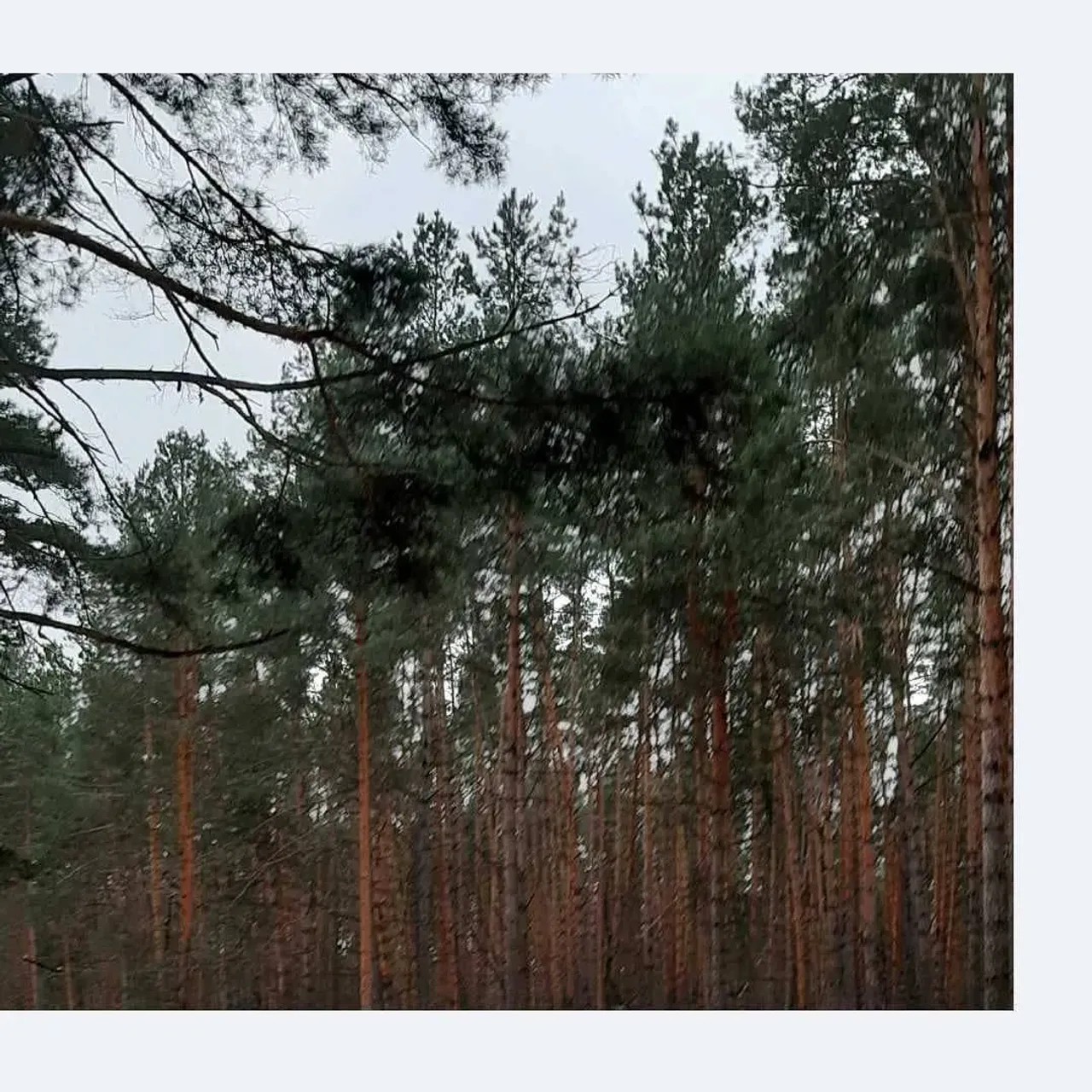 🌲🕯️🌲🕯️🌅

Nature