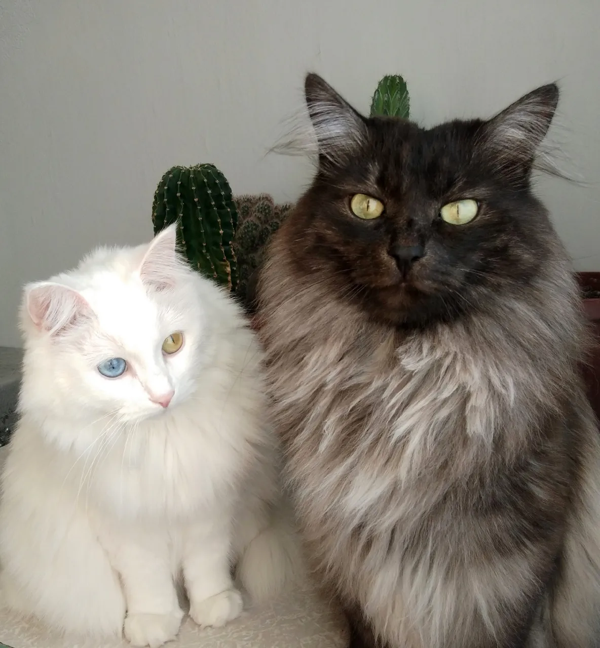 Two reasons why I continue to find cat hair in my projects☺☺