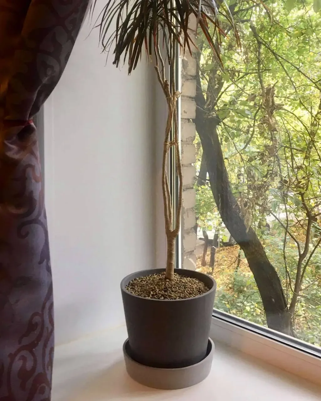 Хотим похвалиться нашими горшочками "Блюм" в боевых условиях 🌱 Прислал наш клиент. 🤗 На первом фото серый горшок диаметром 23 см, на втором диаметр 19 см. Все горшки "Блюм" с высокими блюдцами.
Очень приятно видеть как работает то, что ты придумал. 🌟👍
#горшки #горшкиназаказ #цветныегоршки #цветочныегоршки #растения #домашниерастения #pots #plants #комнатныерастения #горшкидляцветов #керамиканазаказ #керамика #ceramic
