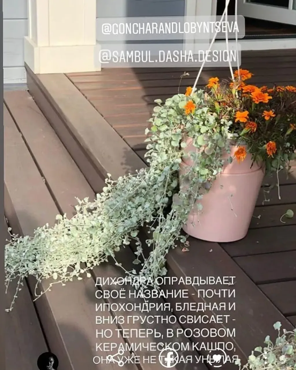 Наслаждаемся союзом Серебристой Дихондры и нежно-розового. Кашпо диаметром 23 см делаем на заказ, цвет подберём по желанию заказчика. 👍

#горшокдляцветов #горшок #кашпо #горшкидляцветов #кашподляцветов #домашниерастения #дихондра #розовый