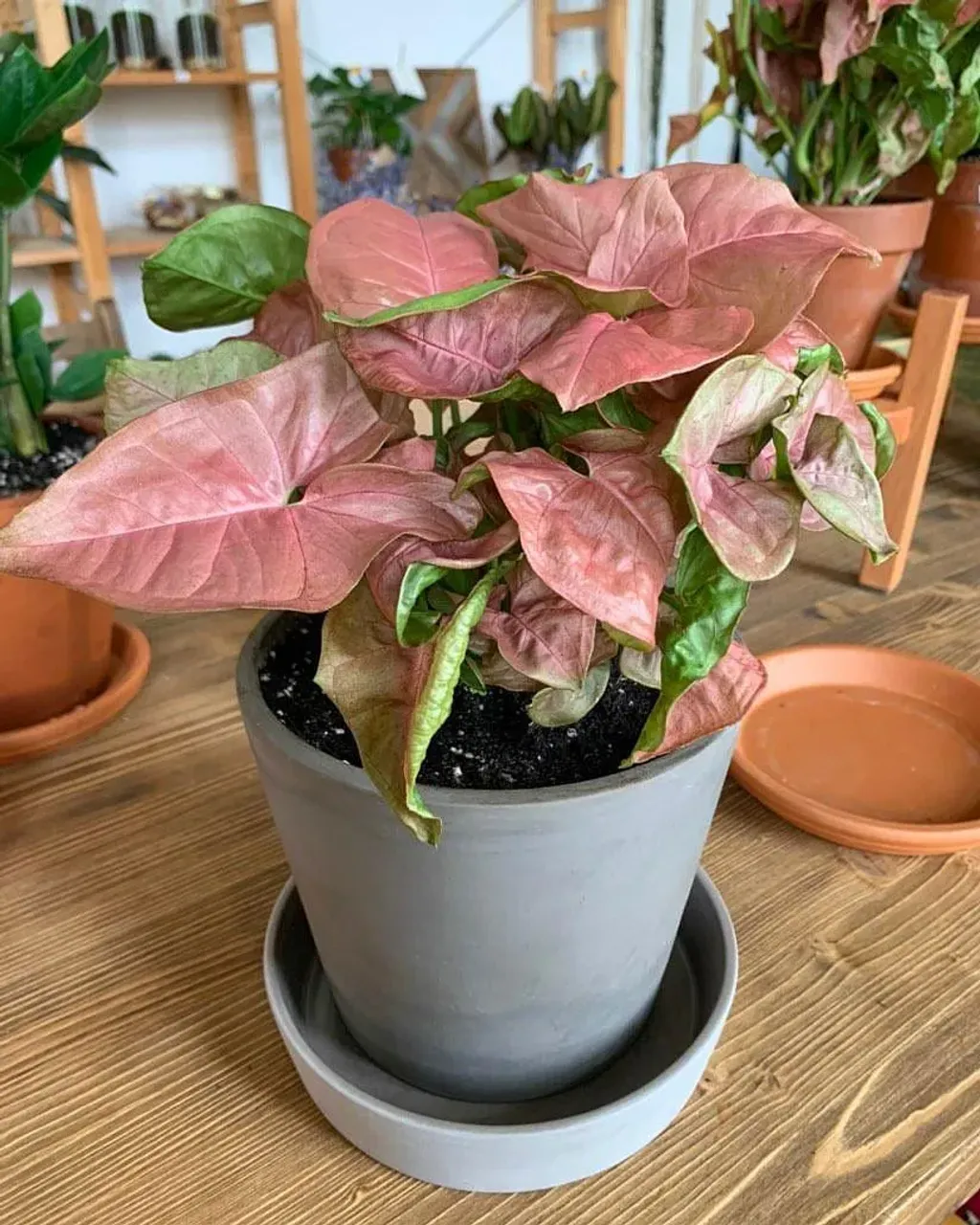 Такой нежно розовый, почти перламутровый цветок, словно кристалл Турмалин в огранке нашего серого стилизованного толстостенного горшка. 😍 Цветы, уход, рекомендации, пересадка и теперь такие красивые горшки от нас! 😊

#домашниерастения #горшки #горшокдляцветов #турмалин #цветок #горшок #theplantmoscow  #домашниерастения #комнатныерастения #горшкиназаказ