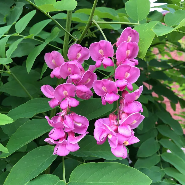 #flower