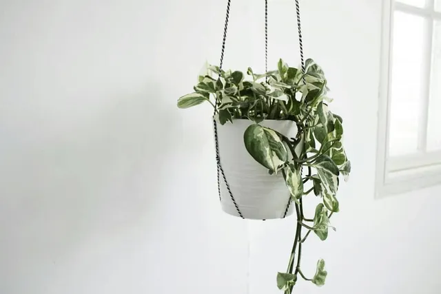 FUN FACT! While many plants require paradise- like living arrangements with abundant light and constant attention, there are an array that can survive with indoor conditions.

Our minimalist PLANT HANGER is the prefect addition for growing your plants at home 🌿 
·
·
·
#modernmaker
#handmade
#shopsmall
#plants
#nature
#interior
#homedecor
#style
#designer
#giftideas
#lifestyle
#homestyling
#plantslove
#indoorgarden
#urbanjungle
#beauty
#Instagram
#followme
#macrame