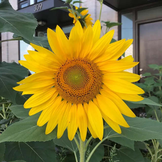 #sun #flower #happy #weekend