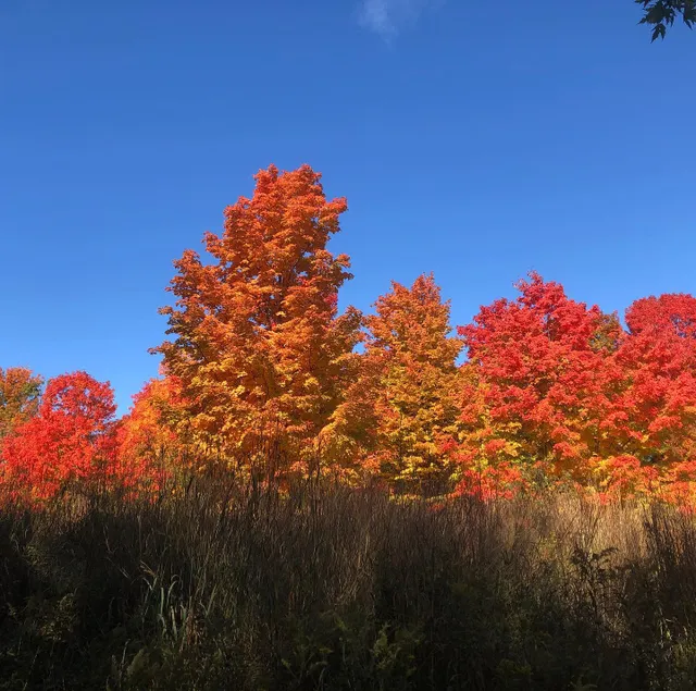 #toronto #autumn #color