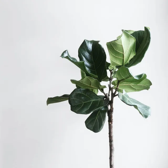 SUSTAINABILITY is the bedrock of our studio, it describes our ecological processes, nature-inspired designs which makes us calm our minds.

Photo by @laurenmancke
.
.
.
#Planter #houseplant
#tree #wood #handmade
#woodenplanter #nature 
#interior #plantgoals
#indoorplanter #plantsofinstagram 
#plantsloversofinstagram