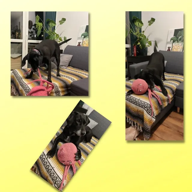 Z serii "zadowolony klient"😍🐕. Tym razem piękna i wesoła Kora. Na swoje 2 "adopciny" dostała w prezencie zabawkę - ośmiornicę 🐙, wykonaną przeze mnie na szydełku ze sznurka bawełnianego. Jak widać przypadła jej do gustu, z czego bardzo się cieszę 🥳🤩😘💙.
#amigurimi #zabawkadlapsa #szydełkiem #szydełkowanie #toysforpets #toyfordog #crochet #chrochettoys🐕🐕🐕