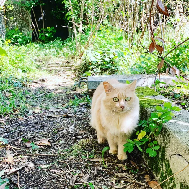 Green eyes’s cat 
#espritgreen #spring