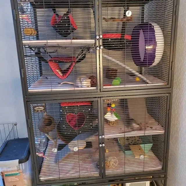 Klatka, nasze mebelki i 3 szczurki 🐁🐁🐁🐾☺️.
The cage, our furniture and 3 rats 🐁🐁🐁🐾☺️.
#domekdlaszczurkow#domekdlaszynszyli #hamakidlaszczurkow #mebelkidlaswinekmorskich#sugarglidertoys
#guineapighideout
#guineapigtoys
#chinchillahouse
#guineapighideaway
#ratbeds