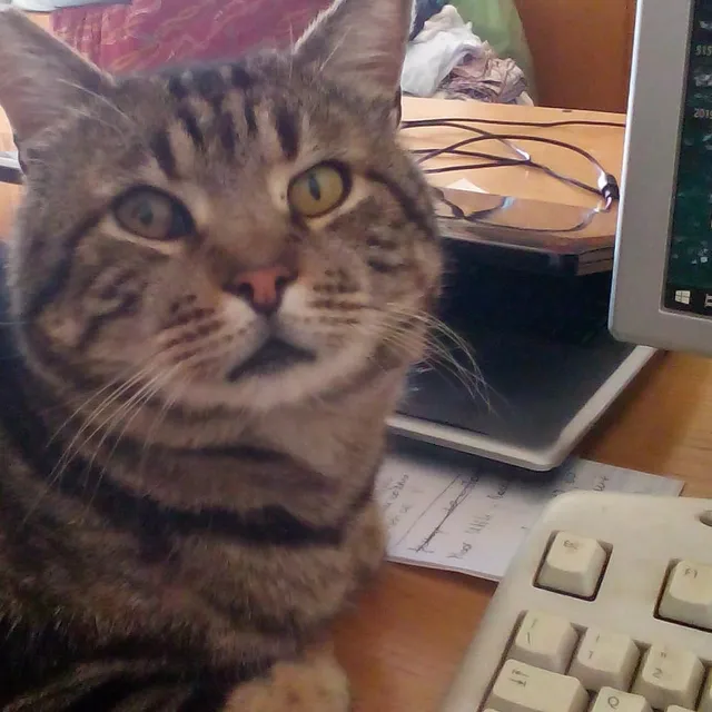 Ti tengo d'occhio
#catlover