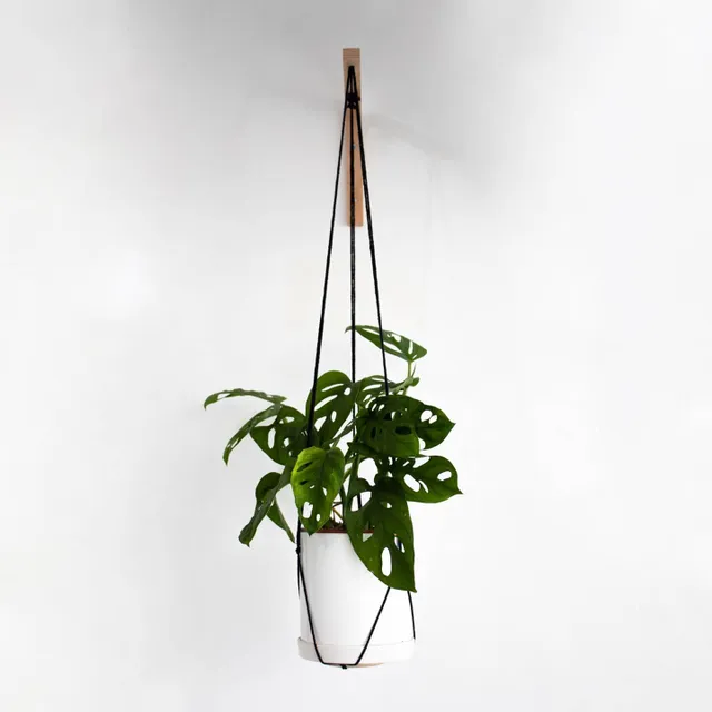 Looking for a new way to style your indoor plants?
Our PLANT HANGER is the perfect piece for that🌱

Please be sure to tag us if you have one styled in your home! We would love to see it🙏
.
.
.
.
.
.
.
.
.
.
.
.
#planthanger #hangingplanter #womanownedbusiness #botanicalpickmeup #interiordecorating #decorationideas #hangingplants
#plantsplantsandmoreplants
#indoorjungle #plantlife🌱 
#plantsmakepeoplehappy 
#boholiving #plantlove